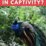 How Long Do Peacocks Live In Captivity