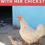 How Long Does a Chicken Stay With Her Chicks