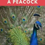 How to Tell the Age of a Peacock