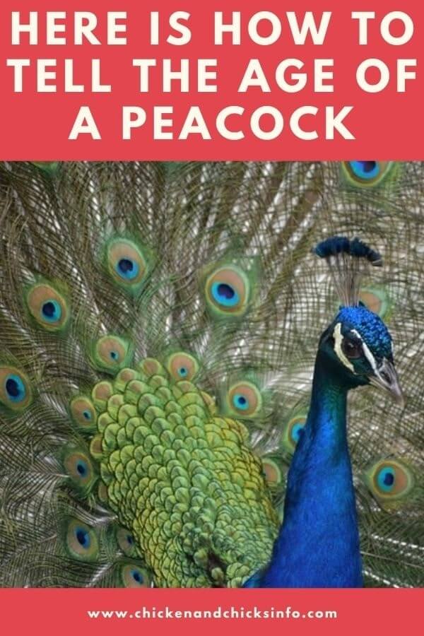 How to Tell the Age of a Peacock