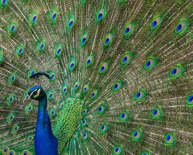 Picture of a male peacock