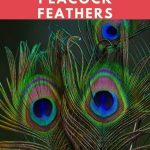 Prophetic Meaning Of Peacock Feathers
