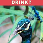 What Do Peacocks Drink