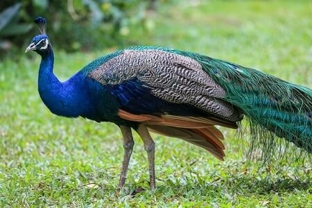 What Does the Peacock Mean In Christianity