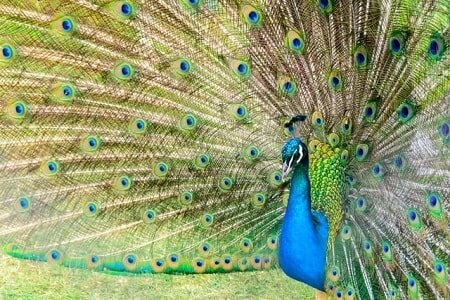 What Does the Peacock Represent In Buddhism