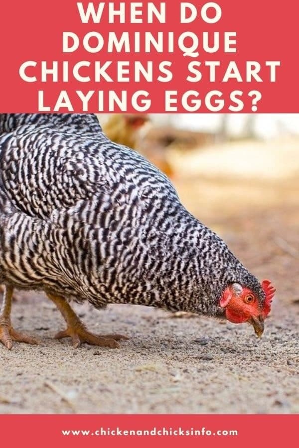 When Do Dominique Chickens Start Laying Eggs