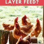 When to Start Chickens on Layer Feed