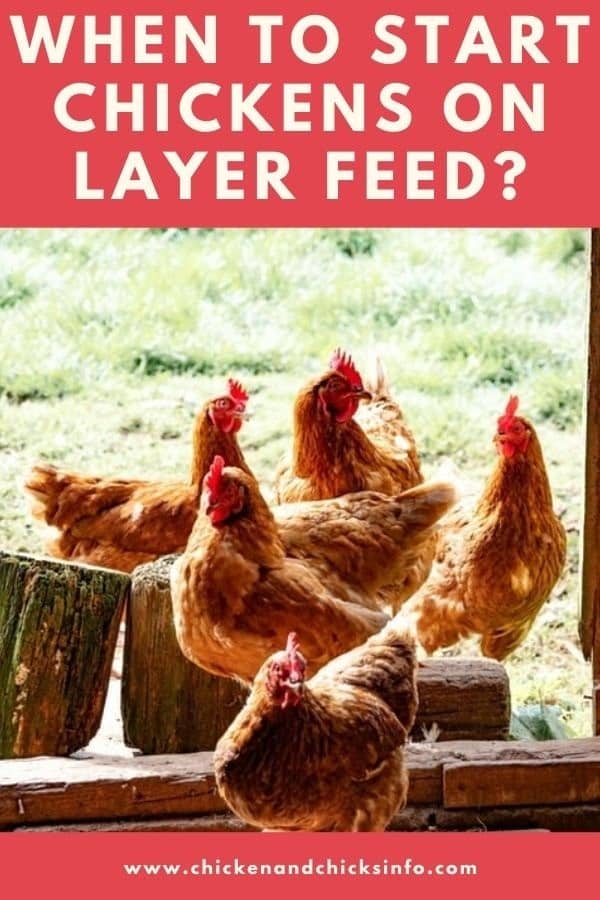 Download When To Start Chickens On Layer Feed Best Feed Options Chicken Chicks Info