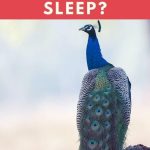 Where Do Peacocks Sleep