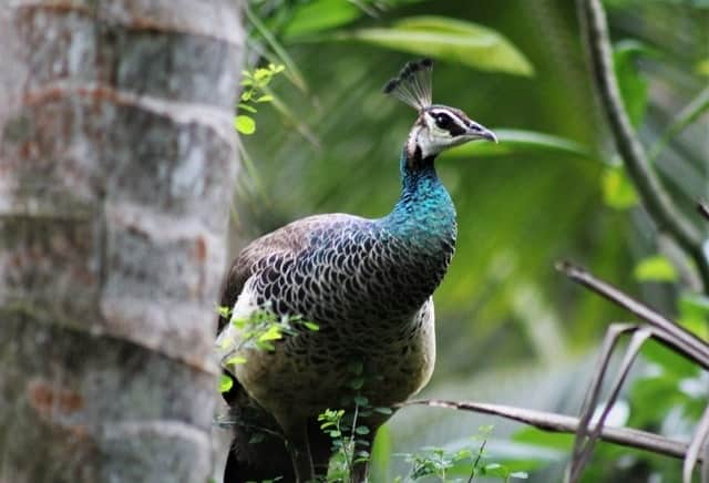 picture of a peahen