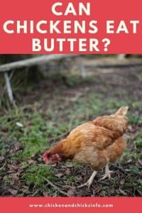 Can Chickens Eat Butter