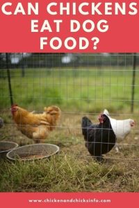 Can Chickens Eat Dog Food
