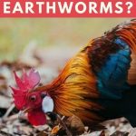 Can Chickens Eat Earthworms