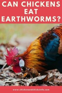Can Chickens Eat Earthworms