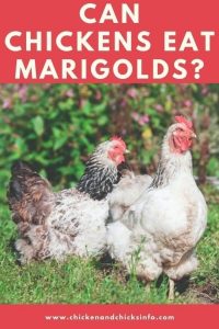 Can Chickens Eat Marigolds