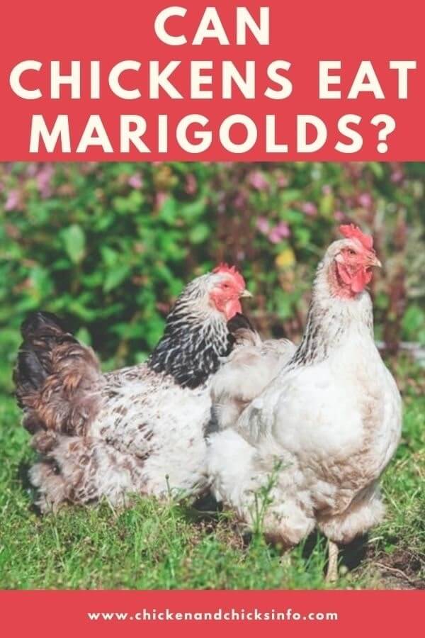 Are Marigolds Good For Chickens