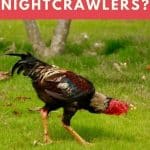 Can Chickens Eat Nightcrawlers