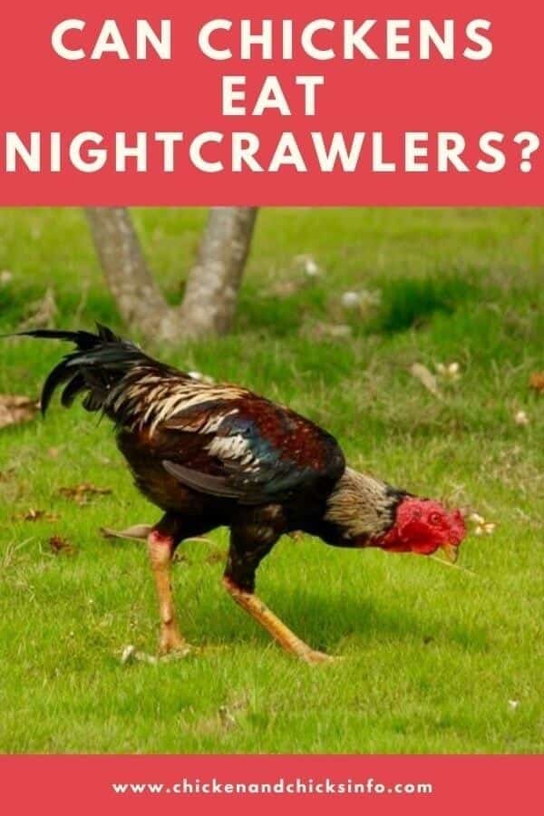 Can Chickens Eat Nightcrawlers? (Risks Explained) Chicken & Chicks Info