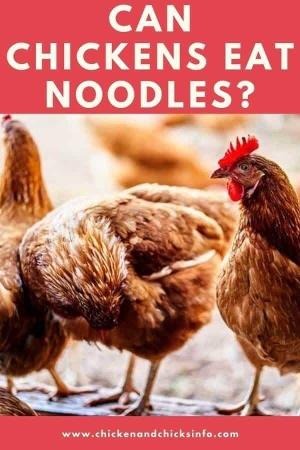 Can Chickens Eat Noodles