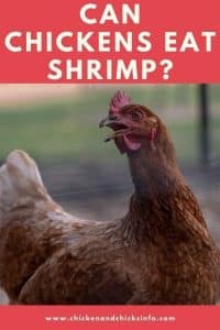 Can Chickens Eat Shrimp