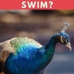 Can Peacocks Swim