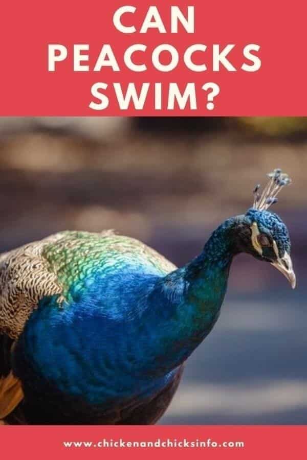 Can Peacocks Swim? (Yes, Video Included) - Chicken & Chicks Info