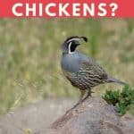 Can Quail Live With Chickens