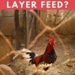 Can Roosters Eat Layer Feed
