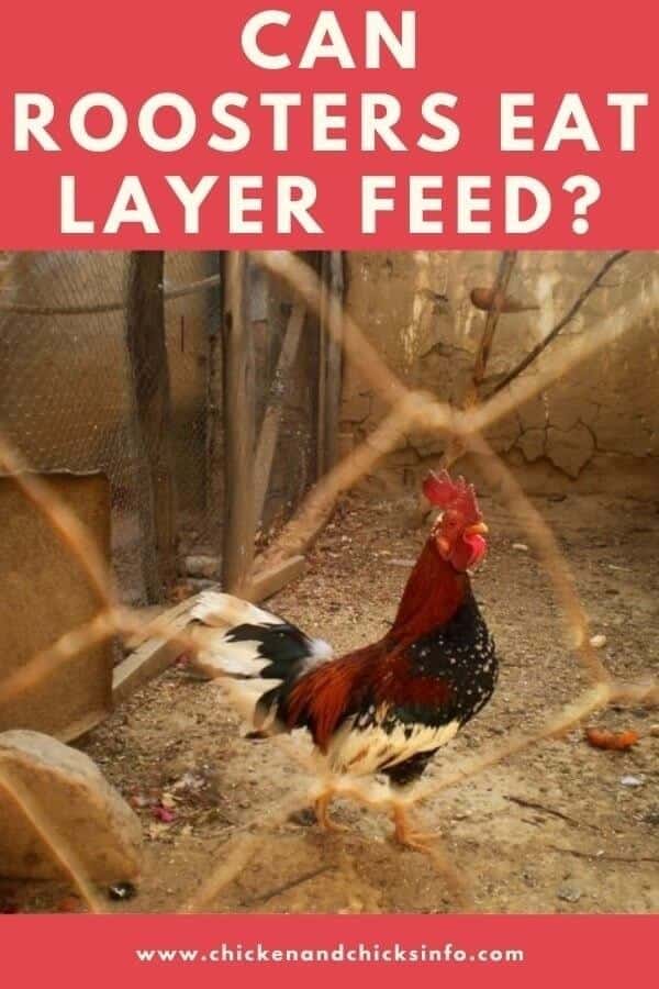 Can Roosters Eat Layer Feed? (What to Feed Roosters) Chicken & Chicks