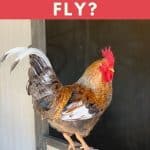 Can Roosters Fly