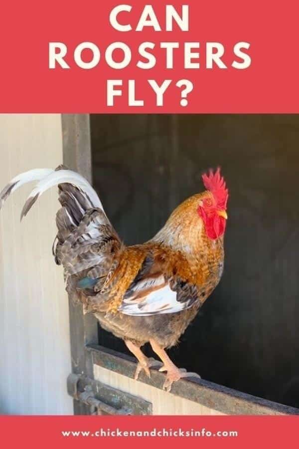 Can Roosters Fly? (No, But They Sure Try) Chicken & Chicks Info
