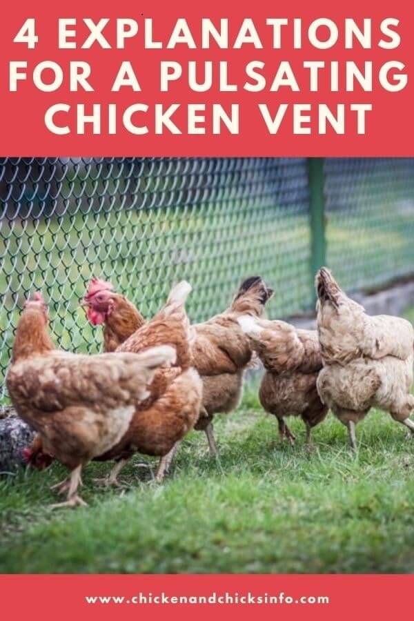 Chicken Vent Pulsating