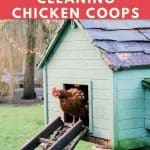 Cleaning Chicken Coop Dangers