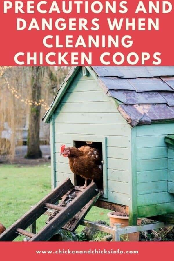 Cleaning Chicken Coops Dangers and Risks Explained 