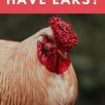 Do Chickens Have Ears