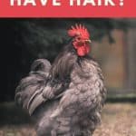 Do Chickens Have Hair