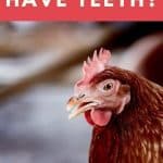 Do Chickens Have Teeth