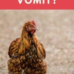 Do Chickens Vomit