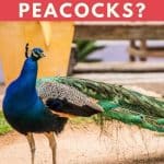 Do People Eat Peacocks