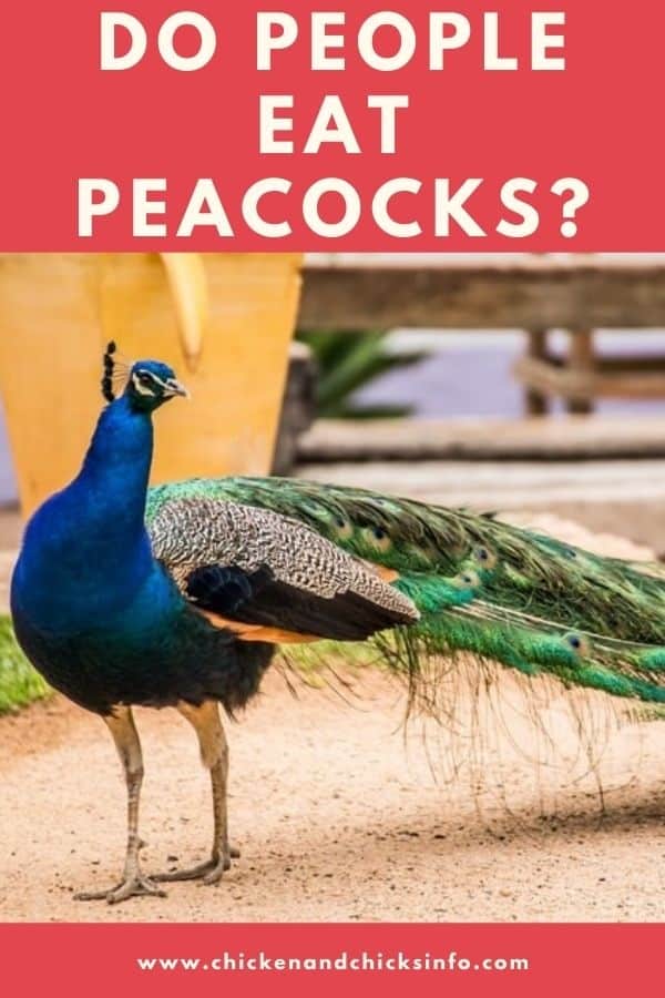 Do People Eat Peacocks