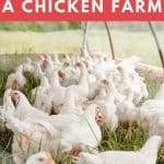 Health Risks of Living Near a Chicken Farm