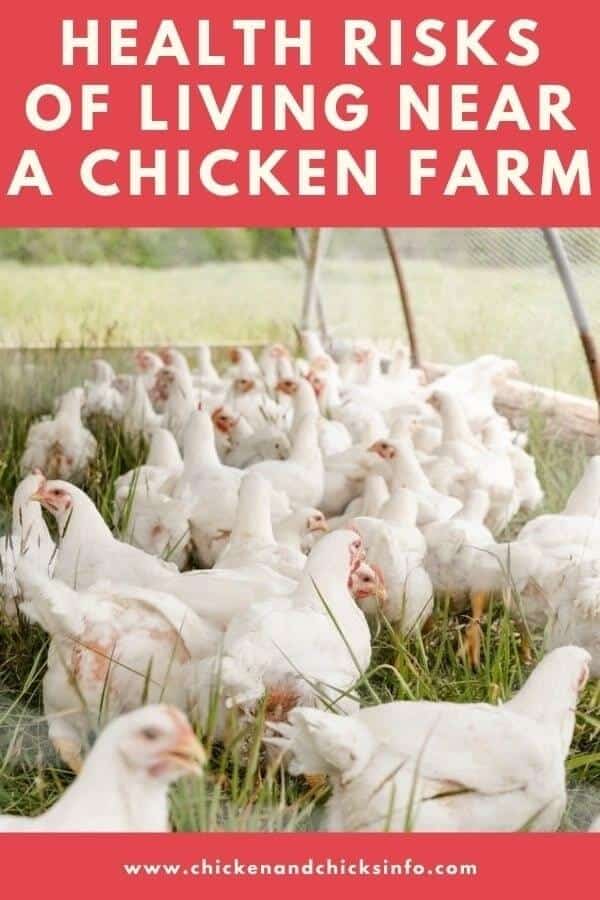 Health Risks of Living Near a Chicken Farm
