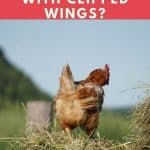 How High Can Chickens Fly With Clipped Wings