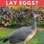 How Often Do Peacocks Lay Eggs