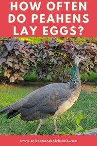 Do Peahens Lay Eggs Without a Mate? (Unfertilized Eggs, Yes) - Chicken