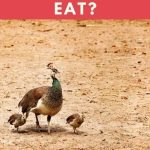 What Do Baby Peacocks Eat