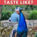 What Does Peacock Taste Like