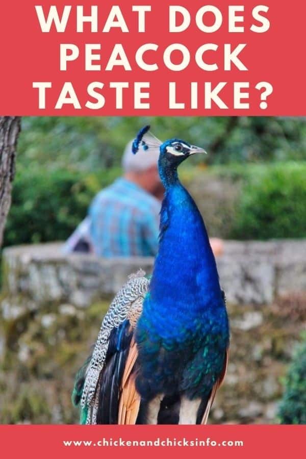 What Does Peacock Taste Like? (Taste and Comparisons) Chicken