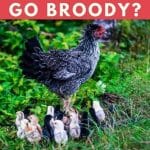 What Time of Year Do Hens Go Broody
