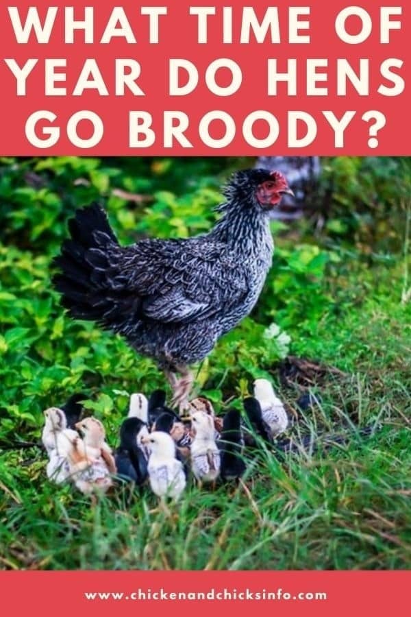 What Time of Year Do Hens Go Broody? (Explained!) Chicken & Chicks Info